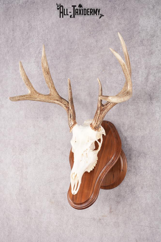 8 Point Whitetail Deer Skull & Plaque SKU 2755 - Image 5