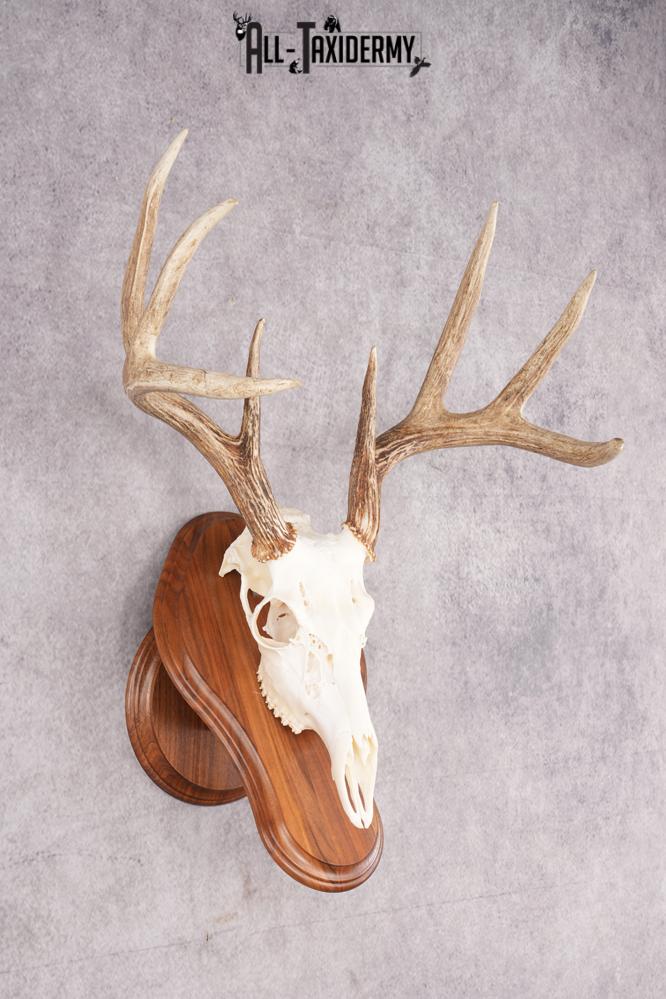 8 Point Whitetail Deer Skull & Plaque SKU 2755 - Image 4