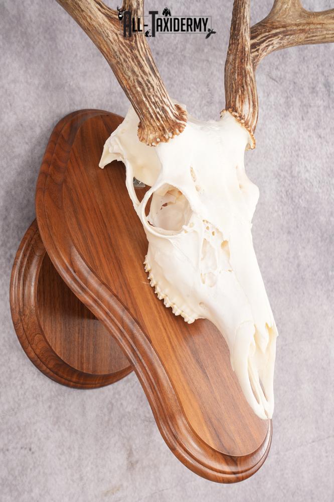 8 Point Whitetail Deer Skull & Plaque SKU 2755 - Image 3