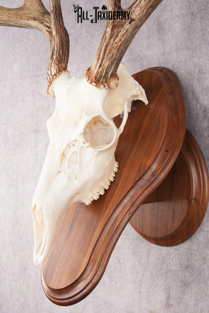8 Point Whitetail Deer Skull & Plaque SKU 2755 - Image 2