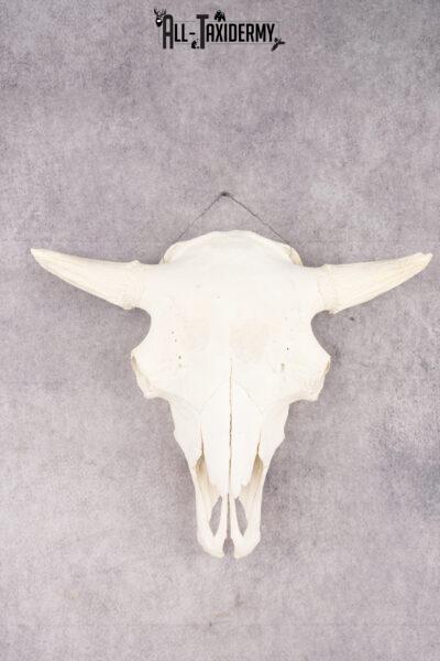 Wild Bison Skull SKU 2754