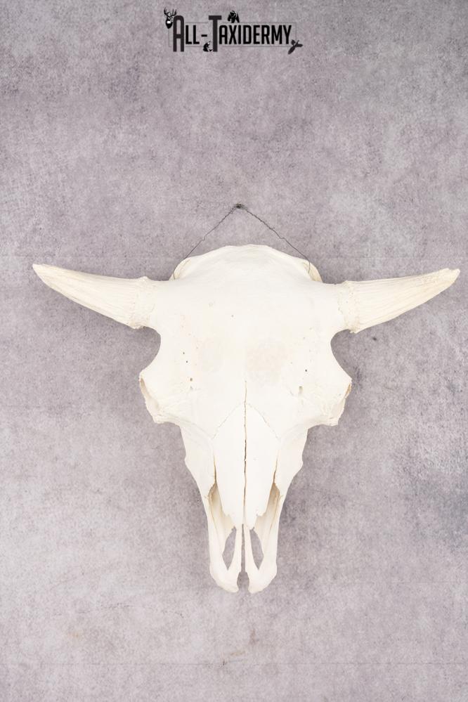 Wild Bison Skull SKU 2754
