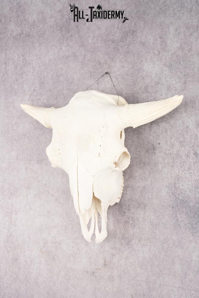 Wild Bison Skull SKU 2754 - Image 6