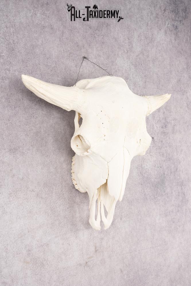 Wild Bison Skull SKU 2754 - Image 5