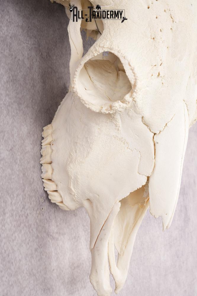 Wild Bison Skull SKU 2754 - Image 4