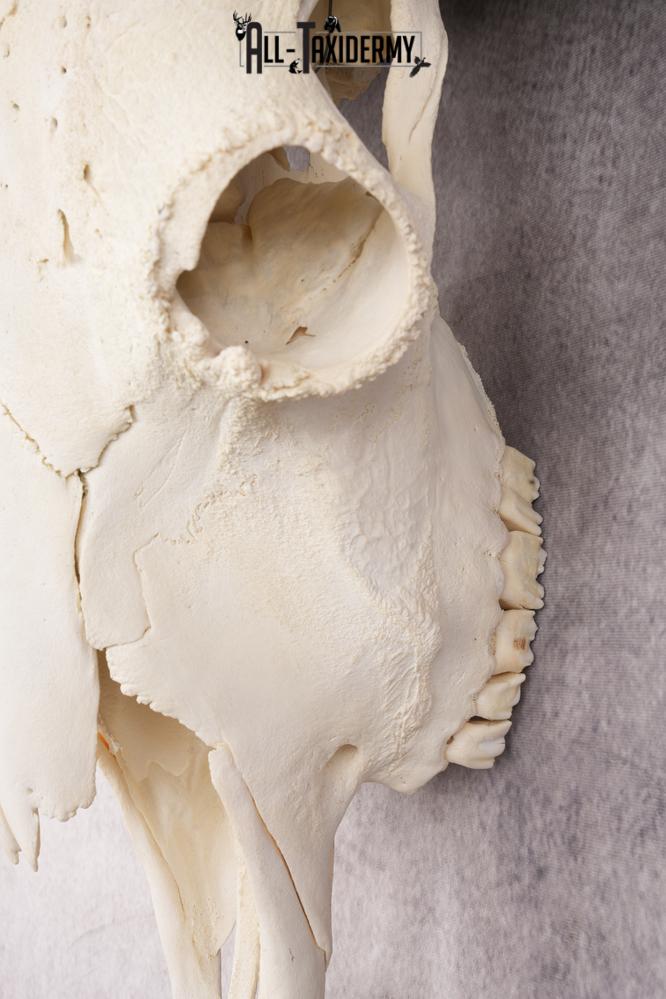 Wild Bison Skull SKU 2754 - Image 3