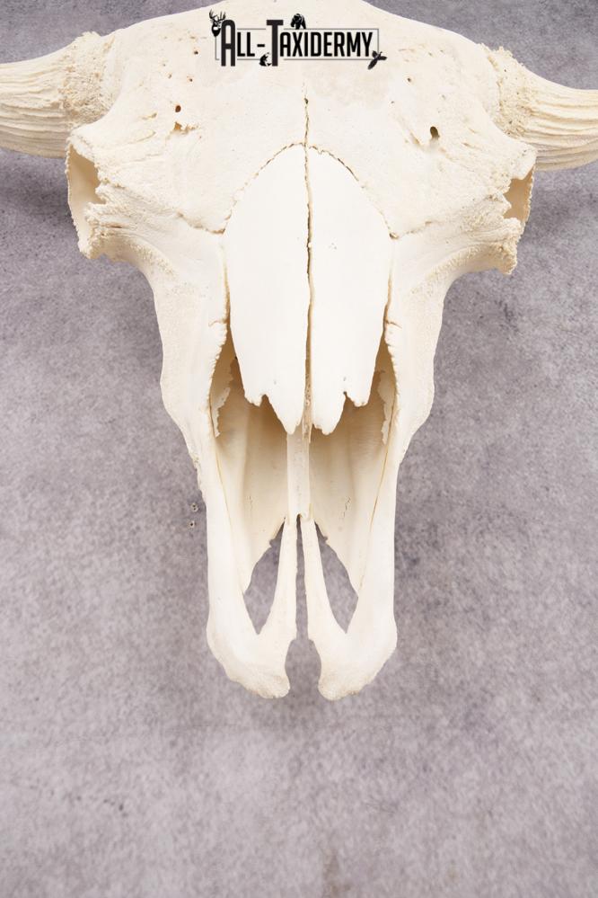 Wild Bison Skull SKU 2754 - Image 2