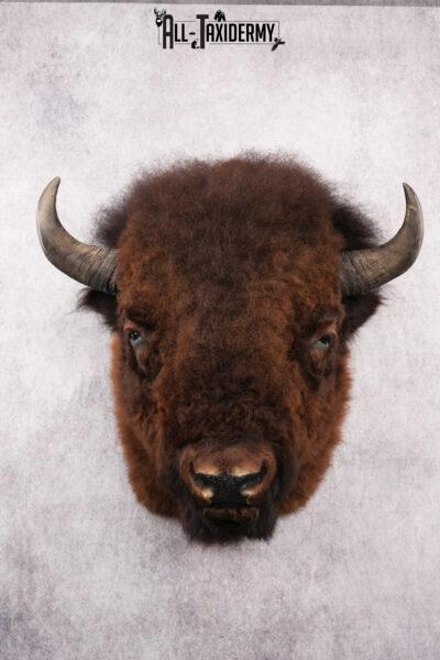 XL Herd Bull Bison Taxidermy Shoulder Mount SKU 2753