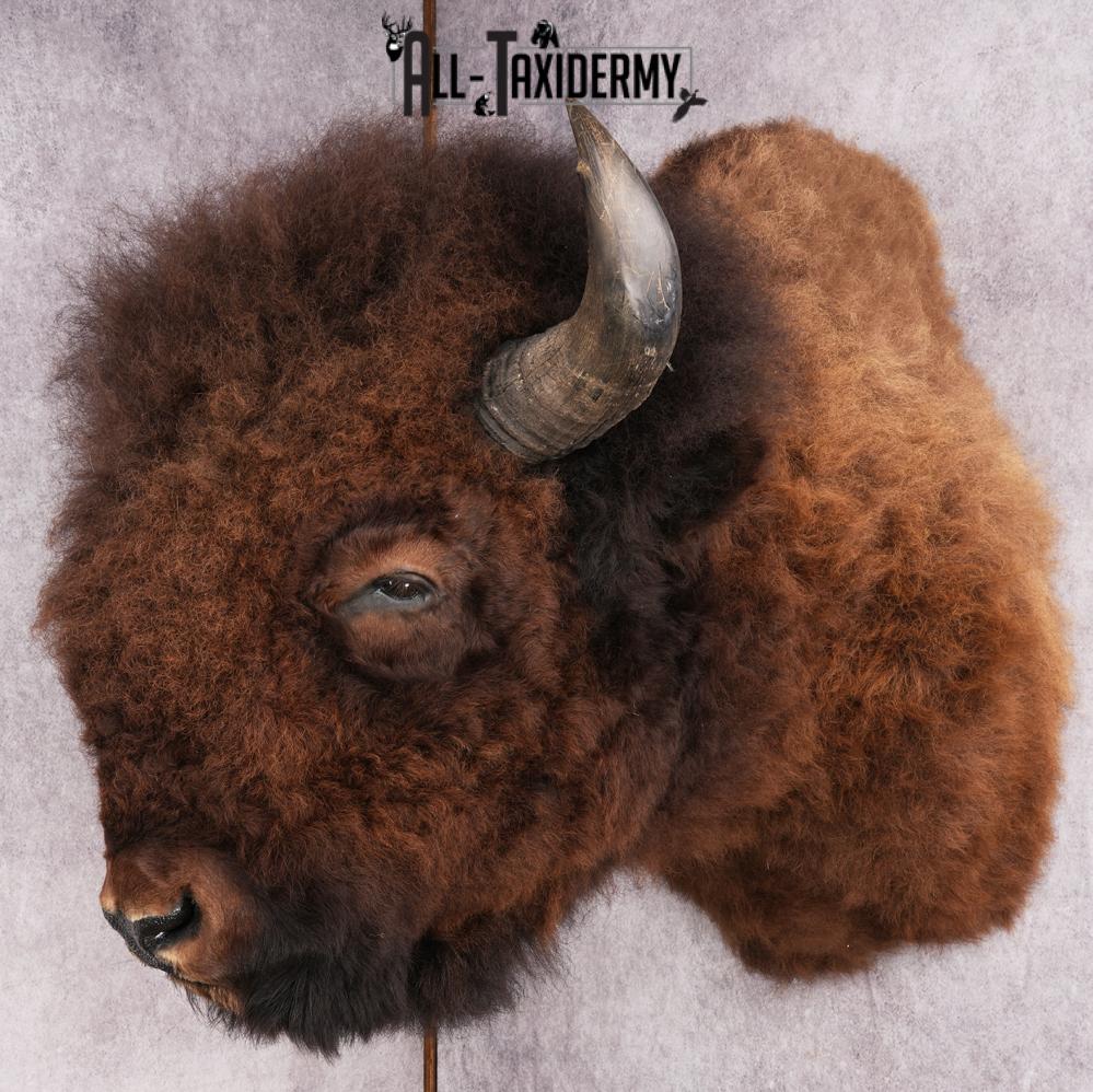 XL Herd Bull Bison Taxidermy Shoulder Mount SKU 2753 - Image 15