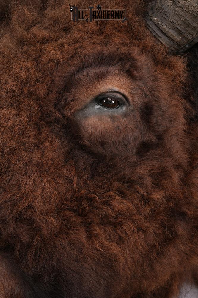 XL Herd Bull Bison Taxidermy Shoulder Mount SKU 2753 - Image 14