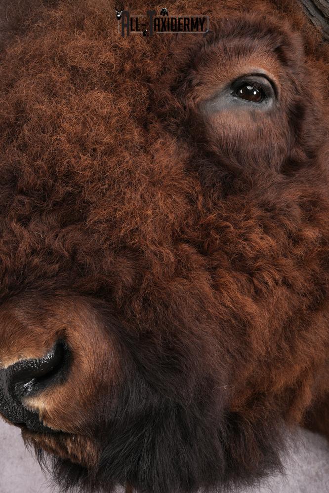 XL Herd Bull Bison Taxidermy Shoulder Mount SKU 2753 - Image 13