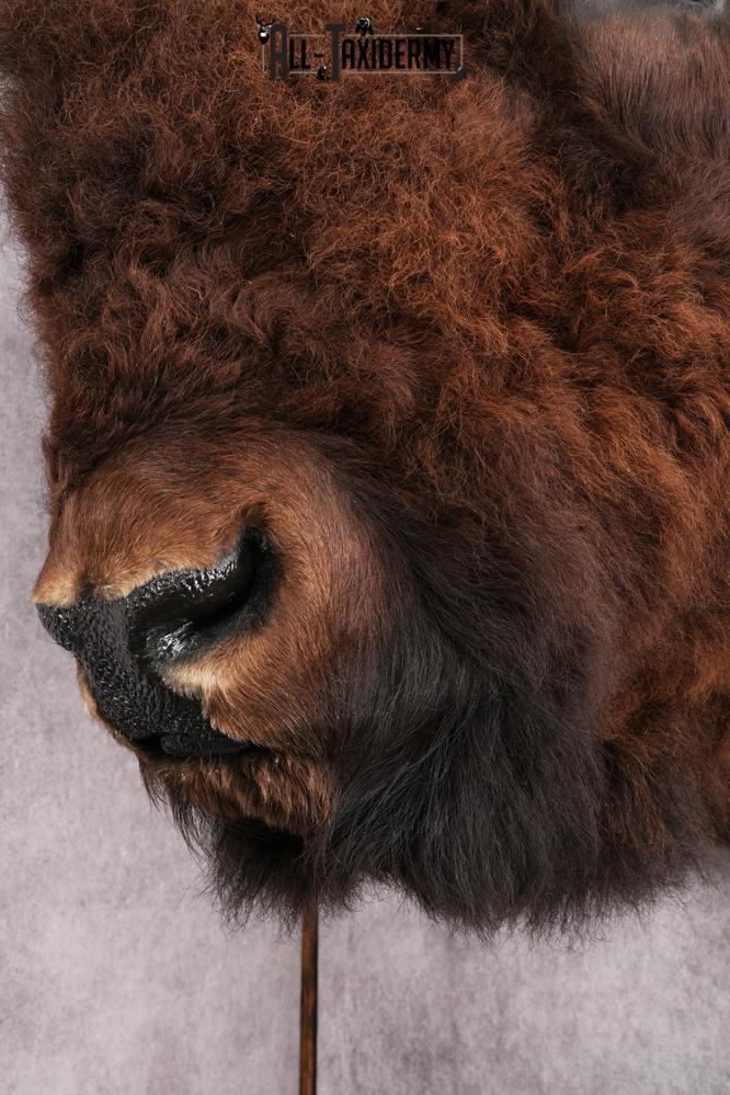 XL Herd Bull Bison Taxidermy Shoulder Mount SKU 2753 - Image 12