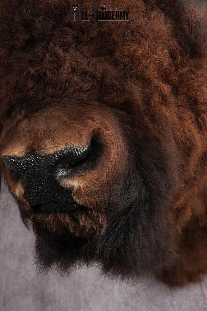 XL Herd Bull Bison Taxidermy Shoulder Mount SKU 2753 - Image 11