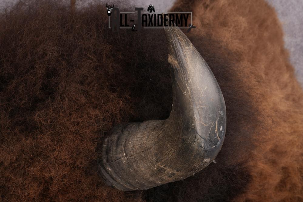 XL Herd Bull Bison Taxidermy Shoulder Mount SKU 2753 - Image 10