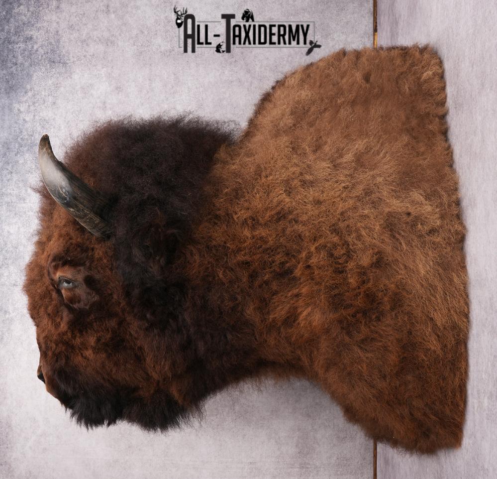 XL Herd Bull Bison Taxidermy Shoulder Mount SKU 2753 - Image 9