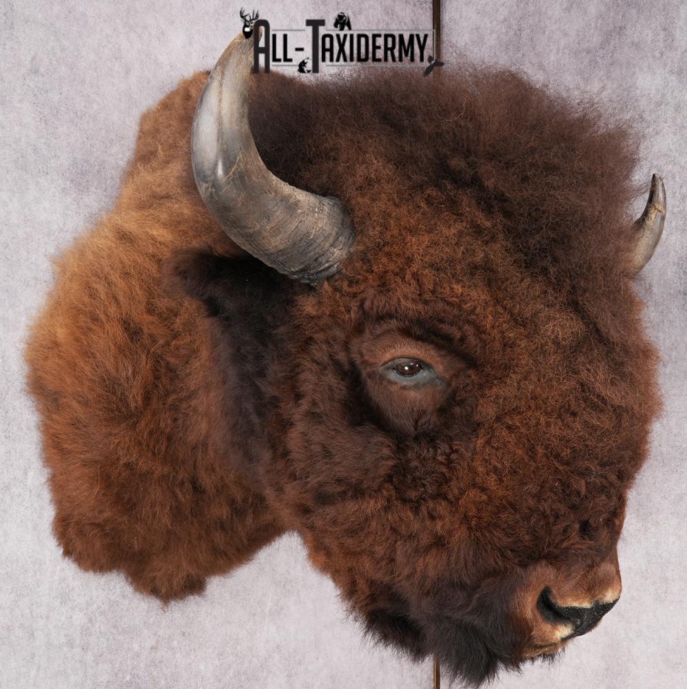 XL Herd Bull Bison Taxidermy Shoulder Mount SKU 2753 - Image 8