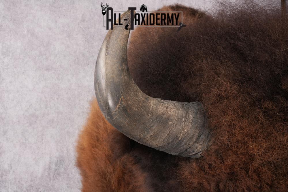 XL Herd Bull Bison Taxidermy Shoulder Mount SKU 2753 - Image 7