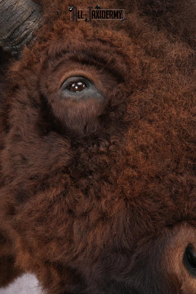 XL Herd Bull Bison Taxidermy Shoulder Mount SKU 2753 - Image 6