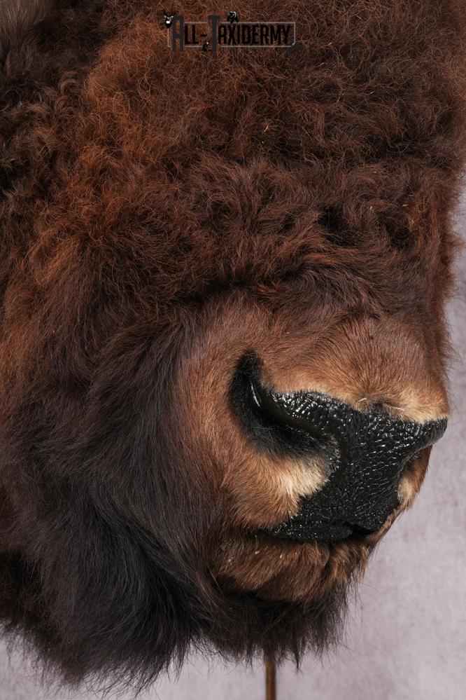 XL Herd Bull Bison Taxidermy Shoulder Mount SKU 2753 - Image 5