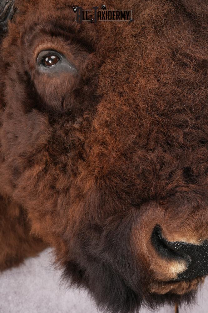 XL Herd Bull Bison Taxidermy Shoulder Mount SKU 2753 - Image 4