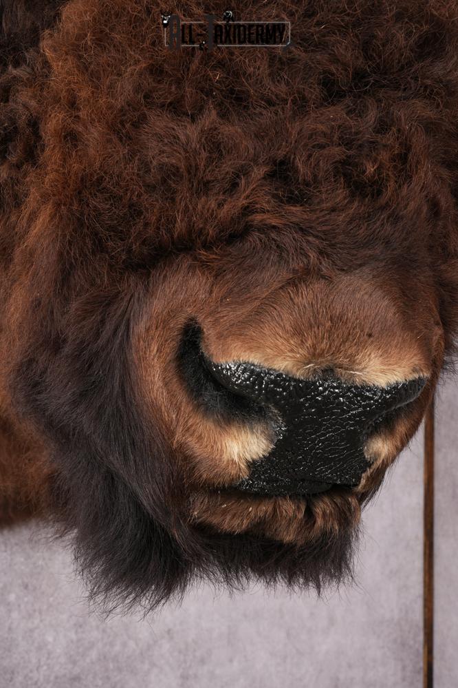 XL Herd Bull Bison Taxidermy Shoulder Mount SKU 2753 - Image 3