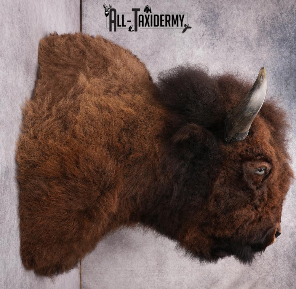 XL Herd Bull Bison Taxidermy Shoulder Mount SKU 2753 - Image 2