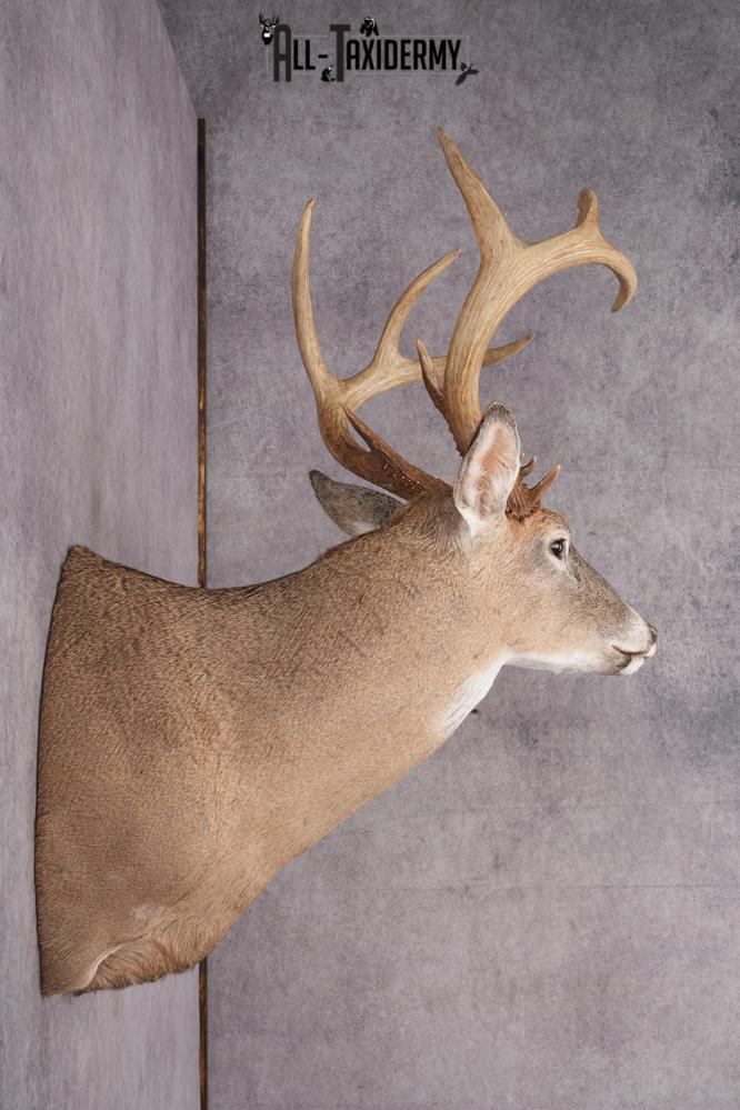 12 Point Whitetail Deer Taxidermy Shoulder Mount SKU 2758 - Image 10