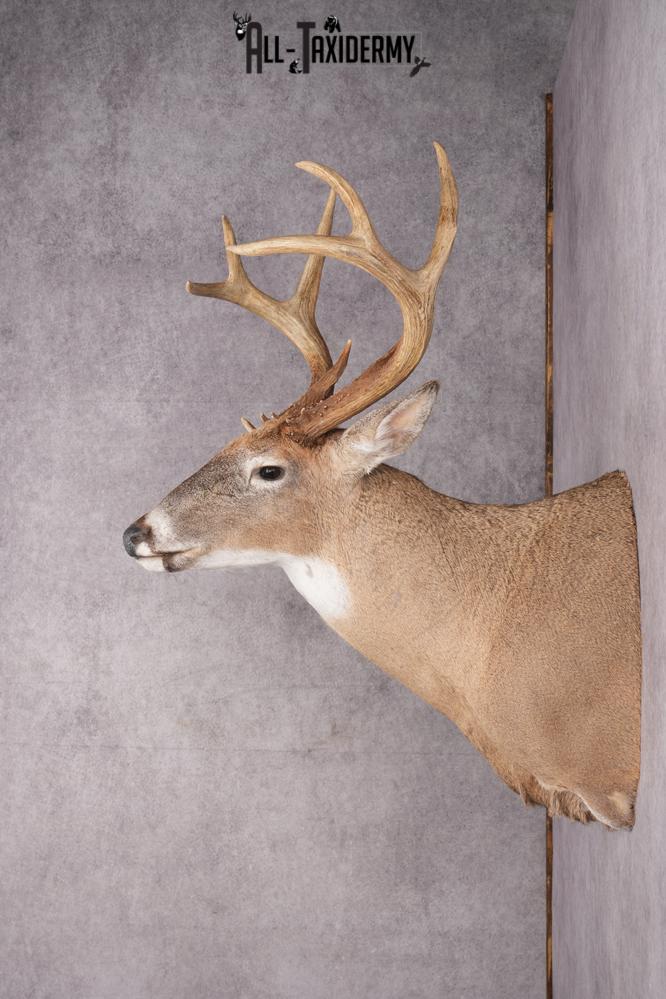 12 Point Whitetail Deer Taxidermy Shoulder Mount SKU 2758 - Image 9