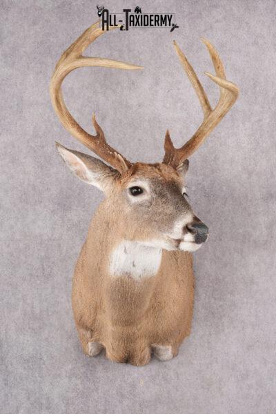 12 Point Whitetail Deer Taxidermy Shoulder Mount SKU 2758