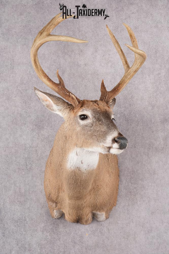 12 Point Whitetail Deer Taxidermy Shoulder Mount SKU 2758