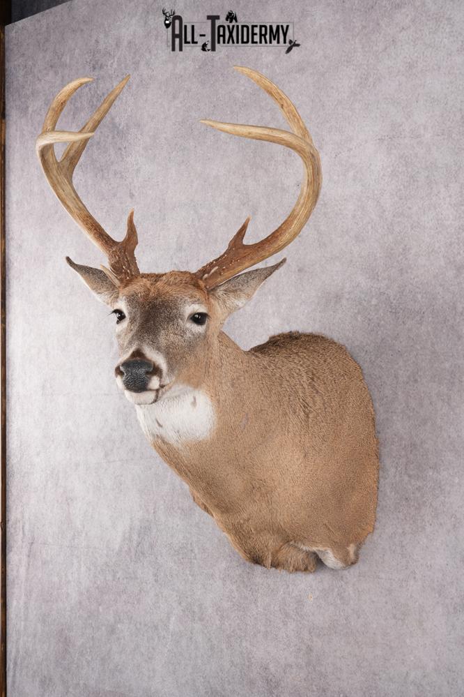 12 Point Whitetail Deer Taxidermy Shoulder Mount SKU 2758 - Image 8