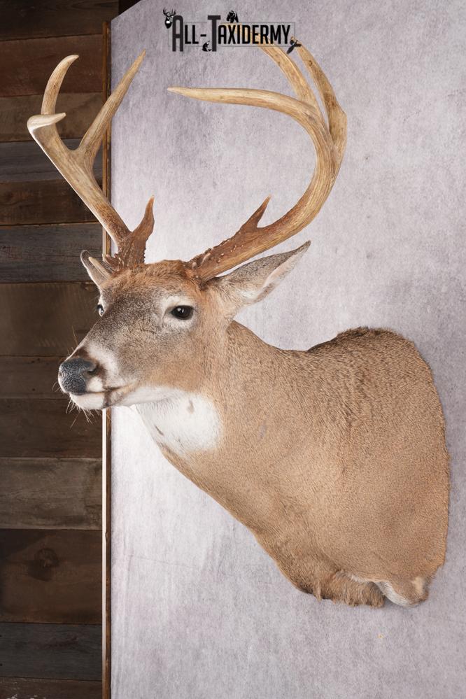 12 Point Whitetail Deer Taxidermy Shoulder Mount SKU 2758 - Image 7