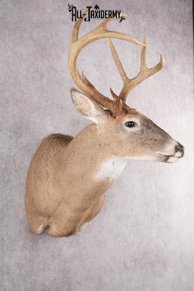 12 Point Whitetail Deer Taxidermy Shoulder Mount SKU 2758 - Image 6