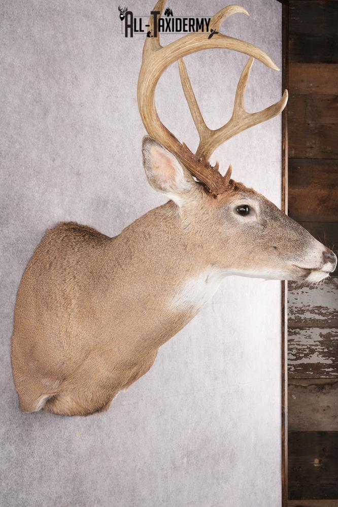 12 Point Whitetail Deer Taxidermy Shoulder Mount SKU 2758 - Image 5
