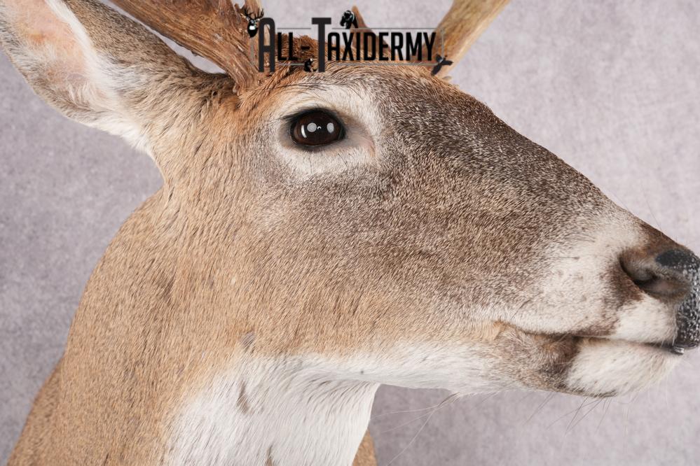 12 Point Whitetail Deer Taxidermy Shoulder Mount SKU 2758 - Image 4