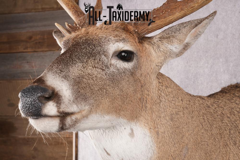 12 Point Whitetail Deer Taxidermy Shoulder Mount SKU 2758 - Image 3