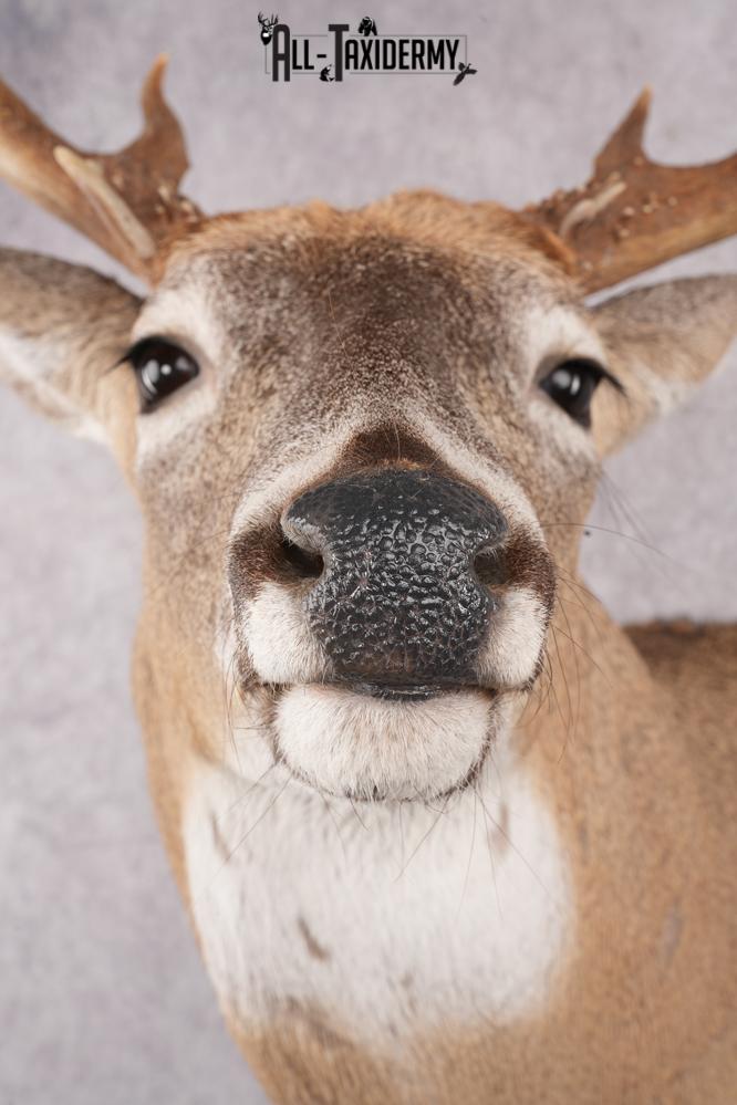 12 Point Whitetail Deer Taxidermy Shoulder Mount SKU 2758 - Image 2