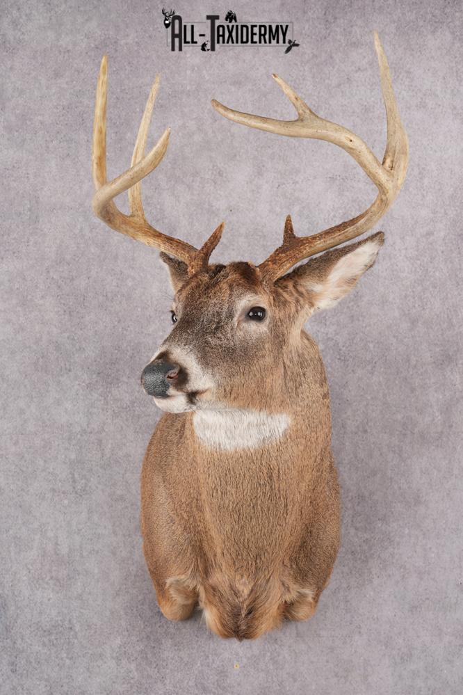 9 Point Whitetail Deer Taxidermy Shoulder Mount SKU 2760