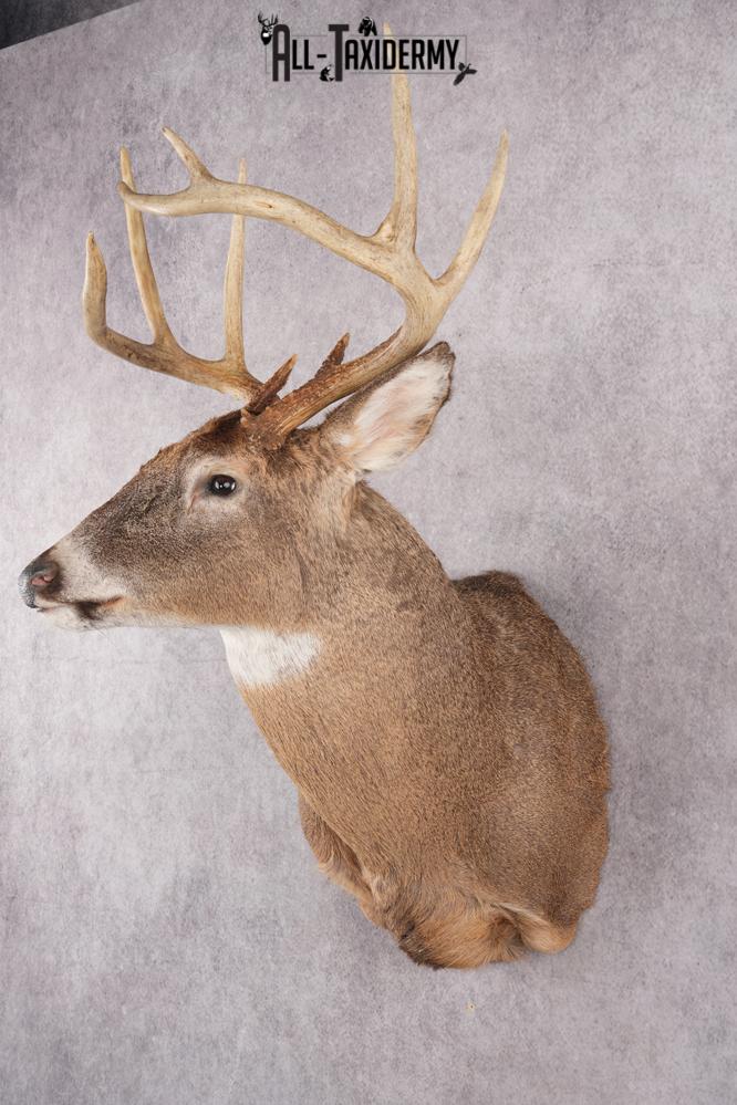 9 Point Whitetail Deer Taxidermy Shoulder Mount SKU 2760 - Image 8