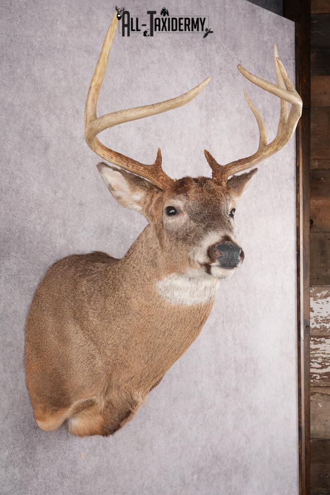 9 Point Whitetail Deer Taxidermy Shoulder Mount SKU 2760 - Image 7