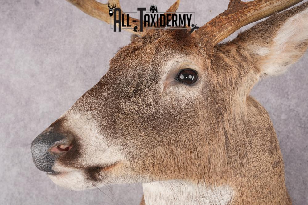 9 Point Whitetail Deer Taxidermy Shoulder Mount SKU 2760 - Image 6
