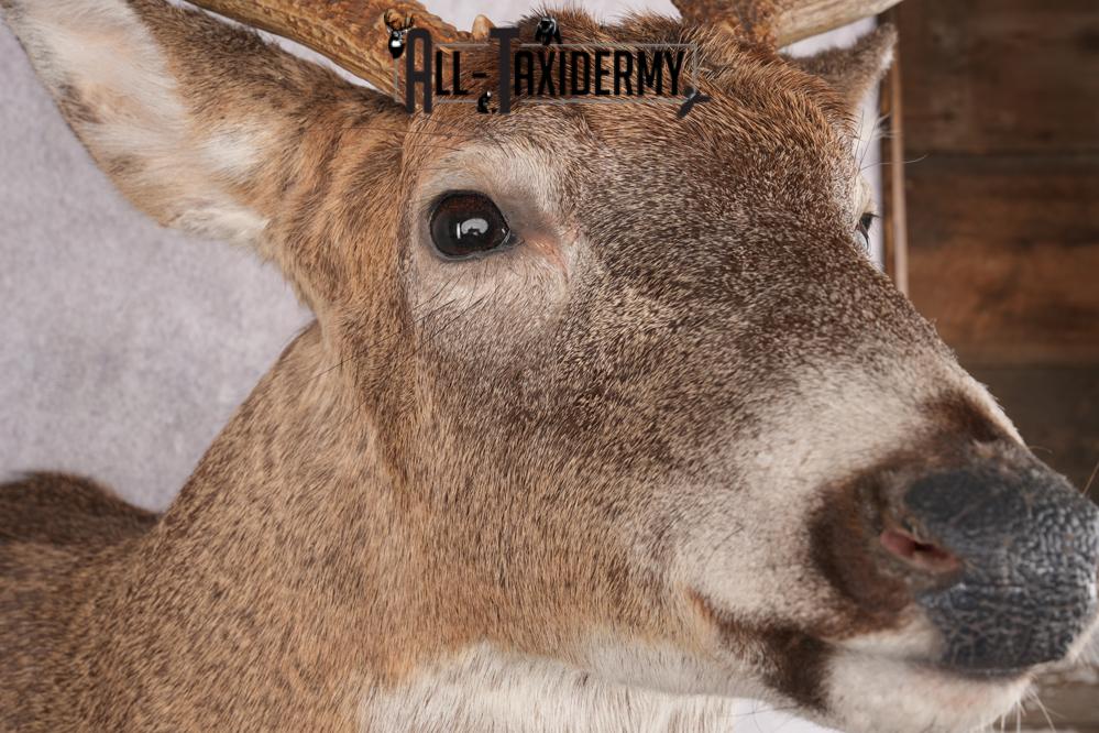 9 Point Whitetail Deer Taxidermy Shoulder Mount SKU 2760 - Image 5