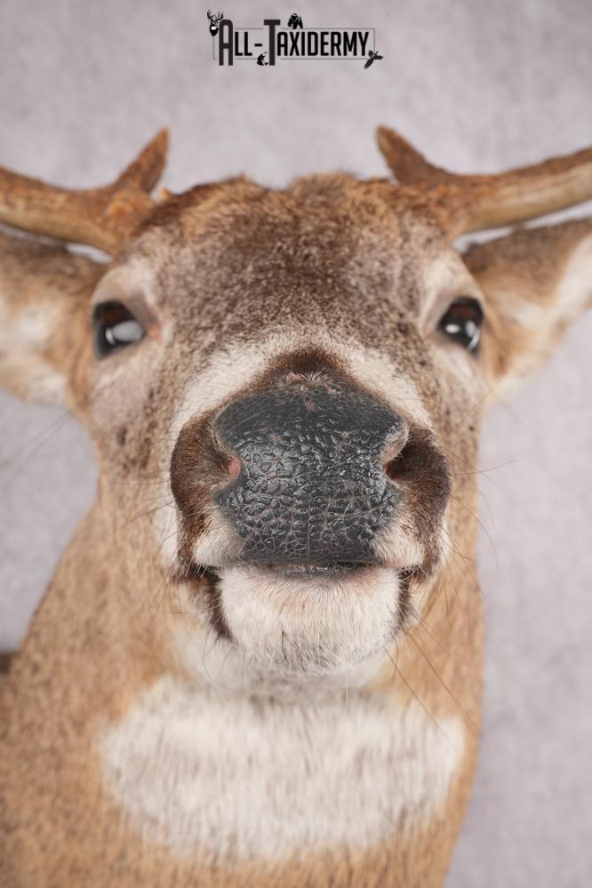 9 Point Whitetail Deer Taxidermy Shoulder Mount SKU 2760 - Image 4