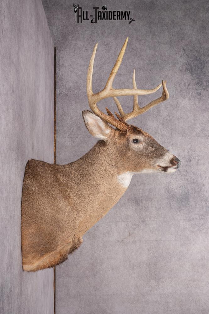 9 Point Whitetail Deer Taxidermy Shoulder Mount SKU 2760 - Image 3