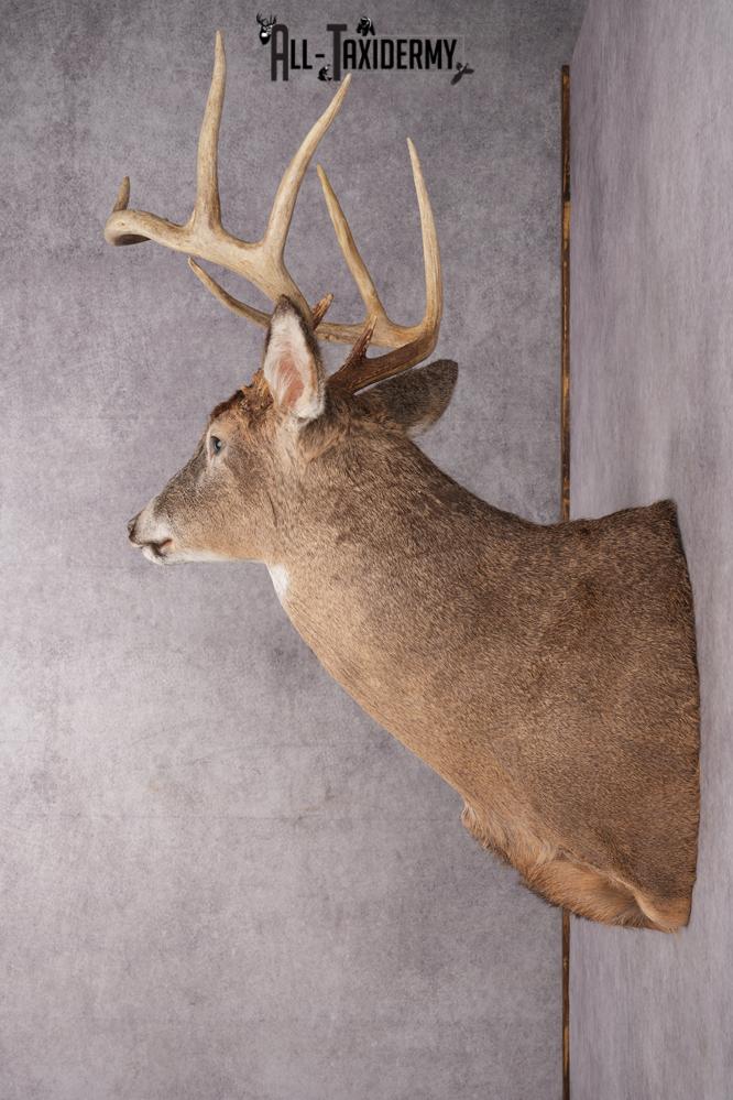 9 Point Whitetail Deer Taxidermy Shoulder Mount SKU 2760 - Image 2