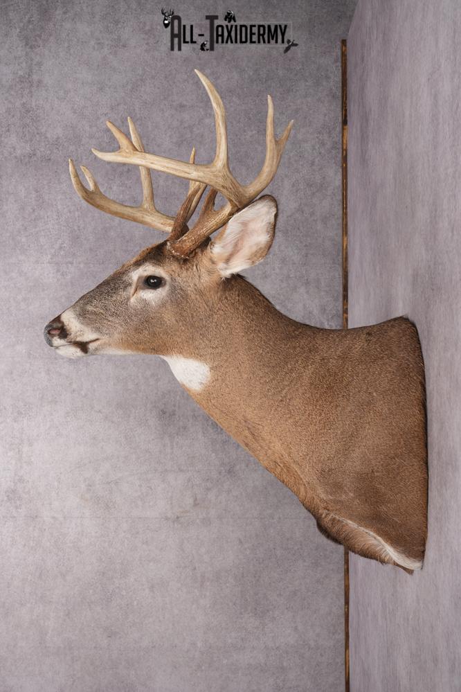 12 Point Whitetail Deer Taxidermy Shoulder Mount SKU 2759 - Image 8