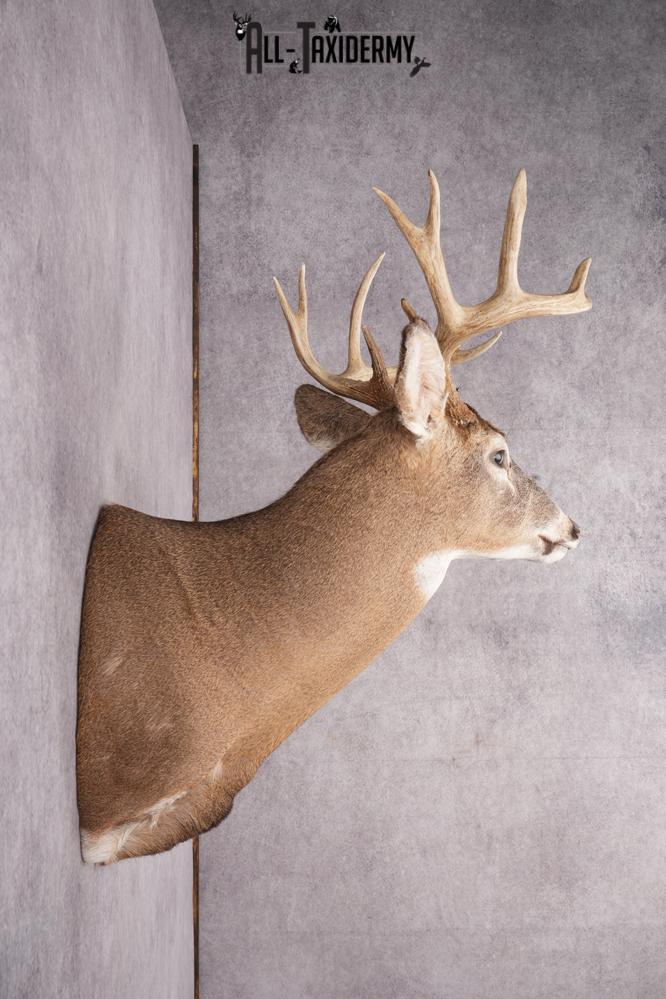 12 Point Whitetail Deer Taxidermy Shoulder Mount SKU 2759 - Image 7