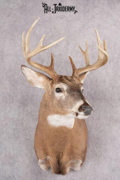 12 Point Whitetail Deer Taxidermy Shoulder Mount SKU 2759
