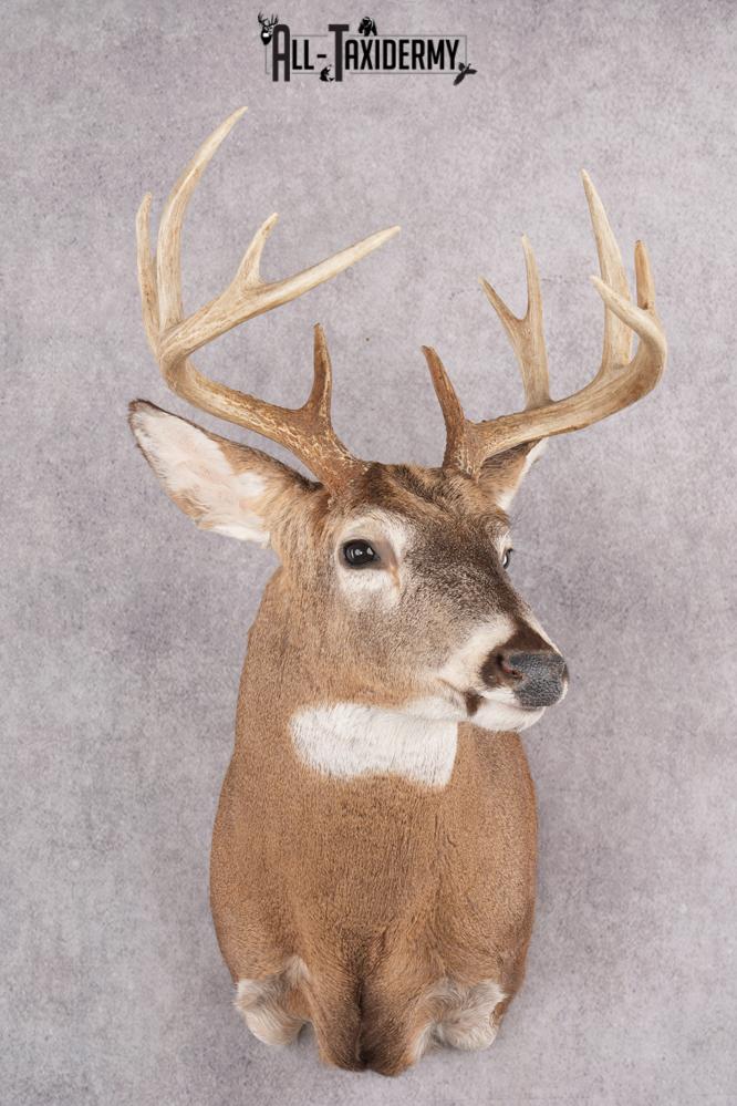 12 Point Whitetail Deer Taxidermy Shoulder Mount SKU 2759
