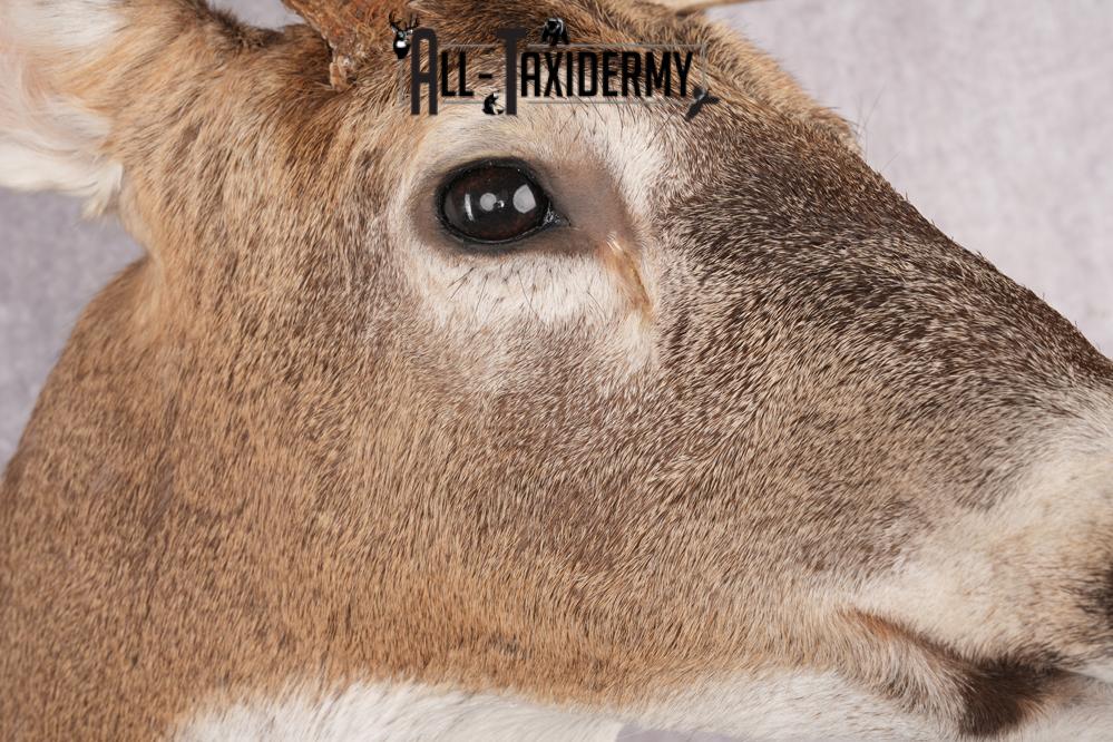 12 Point Whitetail Deer Taxidermy Shoulder Mount SKU 2759 - Image 6